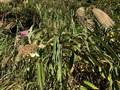Hydrangea longifolia