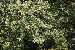 Elaeocarpus holopetalus