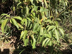 Hydrangea longifolia