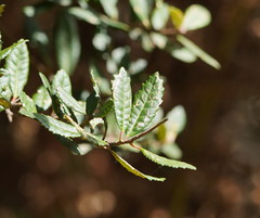 Elaeocarpus holopetalus