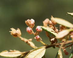 Elaeocarpus holopetalus