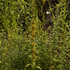 Solidago odora odora