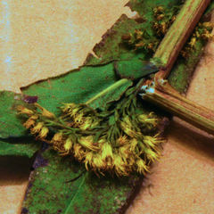 Solidago odora odora