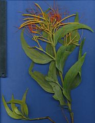 Psittacanthus schiedeanus