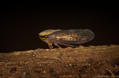 Eutartessus gressitti