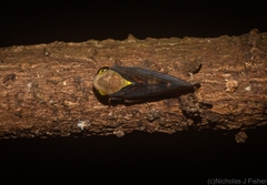 Eutartessus gressitti