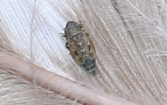 Deltocephalus pulicaris
