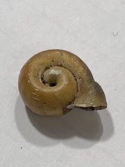 Planorbella campanulata