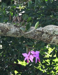 Cattleya violacea