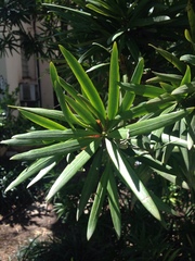 Angiospermae