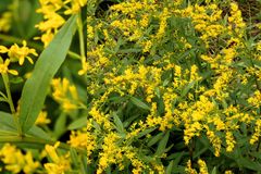 Solidago odora odora