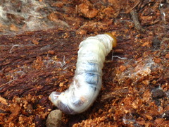 Lucanidae
