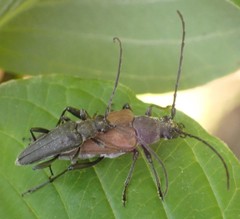 Trachysida mutabilis