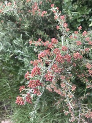 Ozothamnus secundiflorus