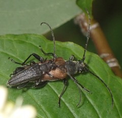 Trachysida mutabilis