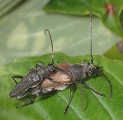 Trachysida mutabilis