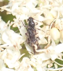 Molorchus bimaculatus