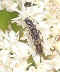 Molorchus bimaculatus