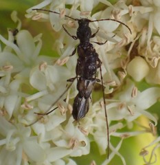 Molorchus bimaculatus