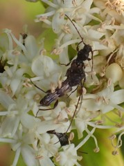 Molorchus bimaculatus