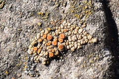 Polycauliona bolacina