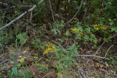 Solidago odora odora
