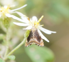 Glaucocharis dilatella