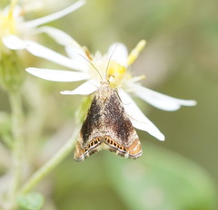 Glaucocharis dilatella