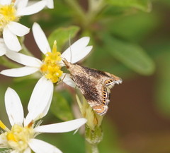 Glaucocharis dilatella