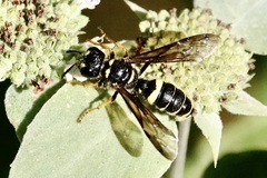 Cerceris atramontensis