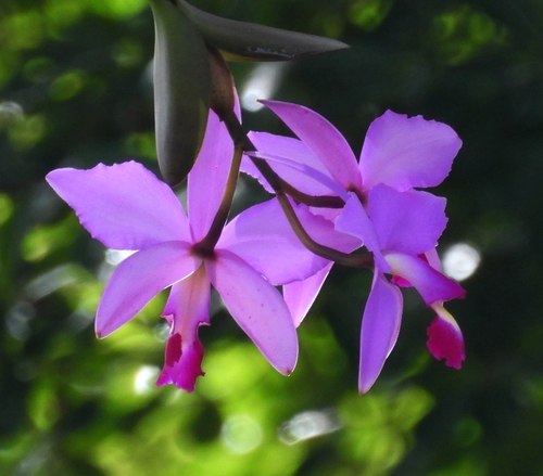 Image of Cattleya violacea by (c) Sidnei Dantas, some rights reserved (CC BY-SA)