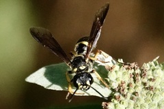 Cerceris atramontensis