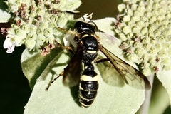 Cerceris atramontensis