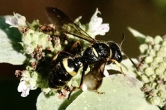 Cerceris atramontensis