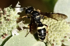 Cerceris atramontensis