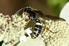 Cerceris atramontensis