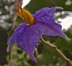 Solanum lycocarpum