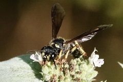 Cerceris atramontensis