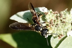 Cerceris atramontensis