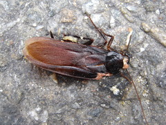 Periplaneta japonica