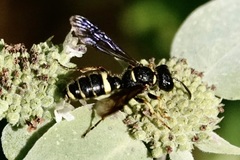 Cerceris atramontensis