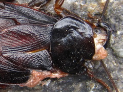 Periplaneta japonica