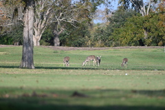 Odocoileus virginianus