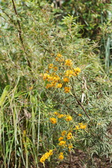 Oxylobium arborescens