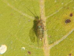 Mastigimas schwarzi