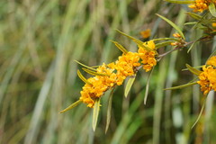 Oxylobium arborescens