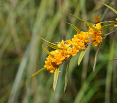Oxylobium arborescens