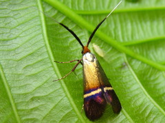 Adela praepilosa