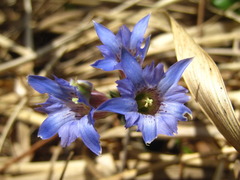 Gentiana zollingeri