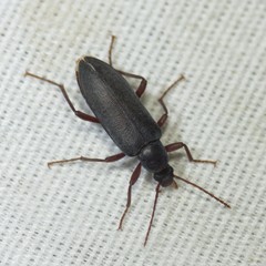 Eupsophulus castaneus